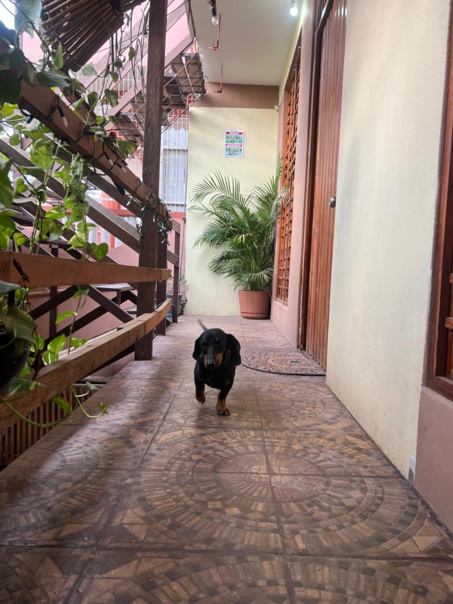 דירות פוארטו אסקונדידו Casa Guiba 2 Puerto Escondido מראה חיצוני תמונה